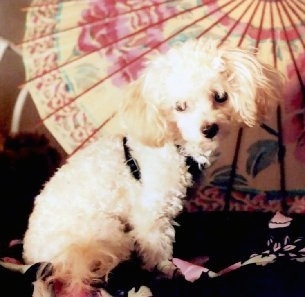The right side of a tan Toy Poodle dog wearing a black harness looking forward sitting on a kimono shirts and there is a parasol in the background. The dog has longer fluffy hair on its ears and a black nose.