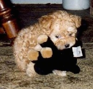 A tiny little apricot Toy Poodle puppy laying on top of a black with tan stuffed toy and it is looking down on a carpet.