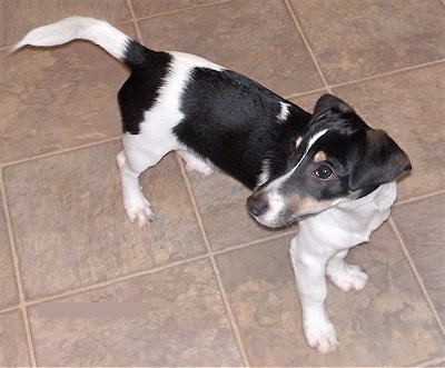 Top down view of a long bodied, tricolor black and white with tan Toy Rat Doxie dog standing across a tan tiled floor looking to the left. Its tail is level with its body and it has a long snout and a black nose.