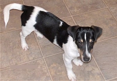 Top down view of a black and white with tan Toy Rat Doxie dog standing across a tan tiled floor looking forward. It has a long body, a long snout ears that hange down in a v-shape to the front and a tail that is level with its body.