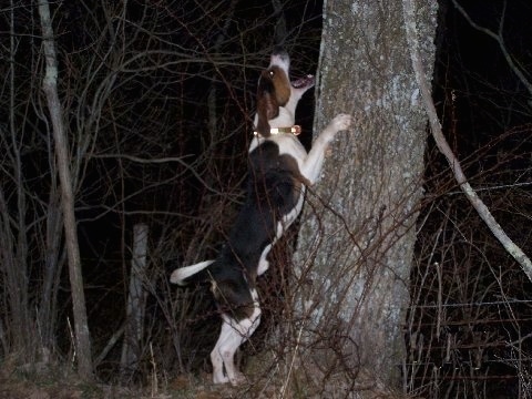 A black and white with brown Treeing Walker Coonhound dog jumping up against the side of a tree and it is barking at something that is up in the tree.