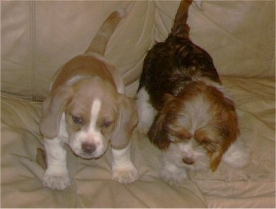 Two Tzu Basset puppies, one with a short coat and one with a wiry coat, are standing on a couch and they are looking down over the edge.