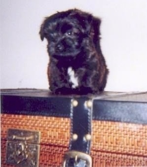 A very small black with white Westiepoo puppy is standing on top of a chest. The dog looks like a soft stuffed toy.