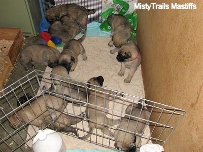 Puppies laying on a towel, a couple puppies drinking out of a water bowl