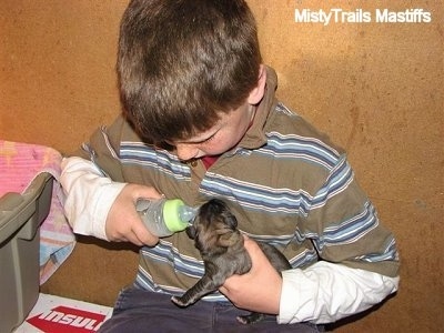 A boy feeding a puppy with a bottle
