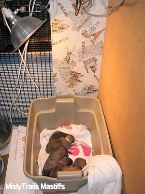 Puppies laying in a plastic bin under a heat lamp