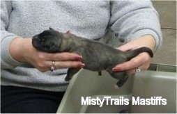 Puppy born without an anus being held by a lady