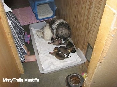Catreeya the Havanese dam foster mom staying with puppies