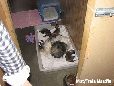 Catreeya the Havanese Dam Foster mom sleeping with the Puppies