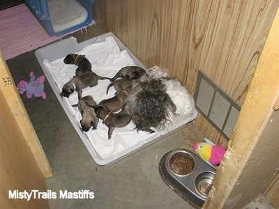 Catreeya the Havanese dam foster mom laying in the corner with the Puppies following it