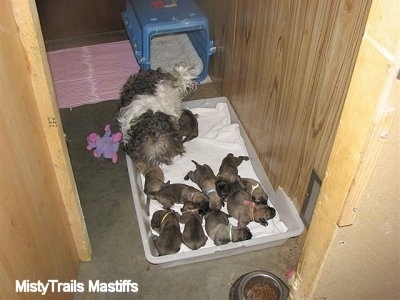 Catreeya the Havanese Dam Foster mom surrounded by puppies