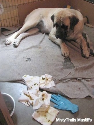 Sassy the Mastiff is laying in the corner on a blanket