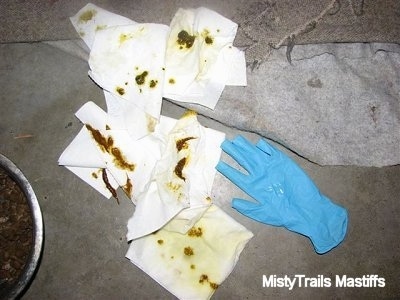 Paper Towels with Puppy Poop and a blue glove next to it