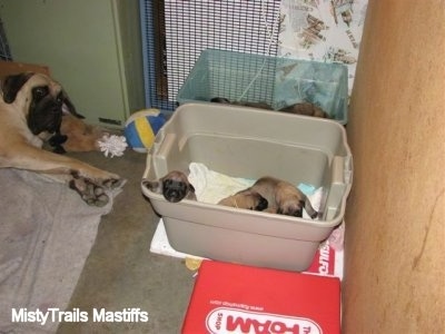 Sassy the English Mastiff laying down next to her puppies who are in plastic bins