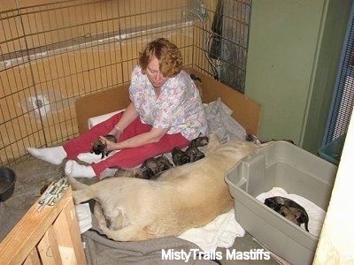 lady sitting in the corner next to the puppies nursing