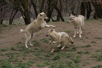 One Wolf jumping at a cowering Wolf and a Wolf watching in the background