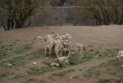 A pack of wolves playing