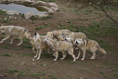 A Pack of Wolves Howling