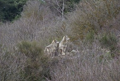 The front right side of Two Wolves standing on a rock surrounded by lots of trees