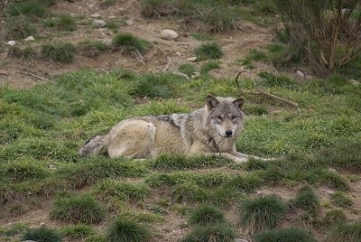 The right side of a Wolf that is laying in the grass