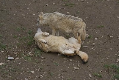 One Wolf laying on its back with Another Wolf standing to the right of it