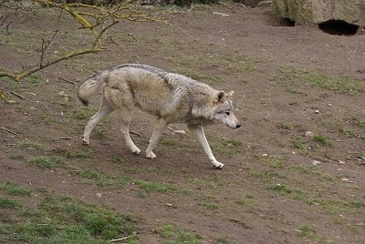 The front right side of a grey Wolf walking across a dirt hill.