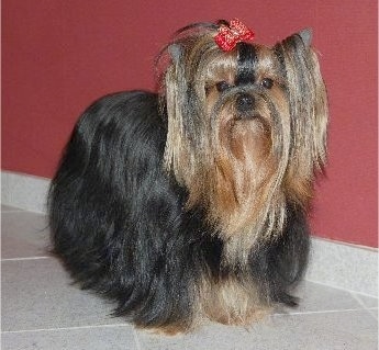 The front right side of a black with brown Yorkshire Terrier dog standing across a tiled floor in front of a burgundy wall and it is wearing a red bow in its very long thick hair. It has perk ears, round dark eyes and a black nose. The bow is holding the hair out of the dog's eyes.