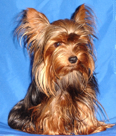 A long coated, black and golden-brown Yorkshire Terrier dog sitting on a blue background looking down. The dog has large perk ears with longer hair fringing from them and long hair coming from its face. It has a thick long coat a black nose and brown eyes.