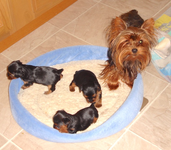 A black with brown Yorkshire Terrier is partially standing on a dog bed and there are three Yorkie puppies standing inside of the dog bed.