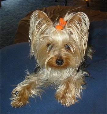 A tan and cream with black Yorkie dog laying across a blue surface, it is looking forward and it has an orange bow in its hair. It has a black nose and dark eyes.