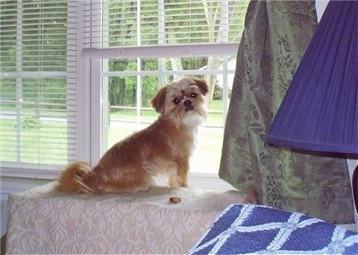 The back right side of a tan with white Yorkinese that is sitting on an end table in front of an open window and it is looking forward. It has longer fringe hair on its tail, small fold over ears and thick fur on its face.