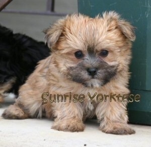 A tiny thick coated, tan Yorktese puppy sitting on a concrete porch and to the right of it is a green box. It is looking down. It has wide black eyes and a small black nose. The words - Sunrise Yorktese - are overlayed. It looks like a stuffed toy.