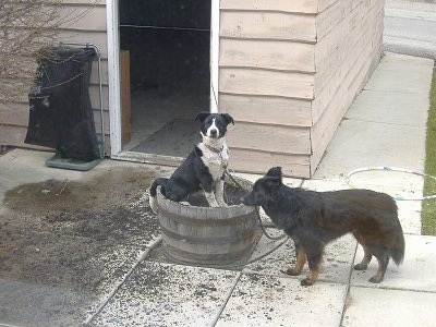Crash the Border Collie/Lab and Zoe the Border Collie/Shepherd mix getting into a large pot full of dirt outside on a patio. Crash is sitting in the pot and Zoe is standing next to it.