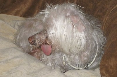 A white Maltese is laying against a couch. It is looking to the left and its tongue is sticking out of its mouth.