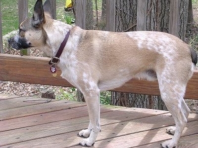 Left Profile - A merle, tan with white Australian Cattle Dog is standing on a wooden porch wearing a Texas A&M University Medallion on its collar.