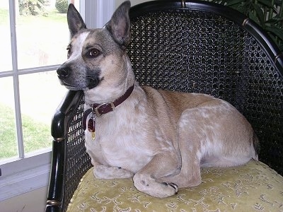 A perk-eared, merle colored, tan with white and black Australian Cattle Dog mix is laying on a brown wicker chair with a green cushion looking over the side out of a window.