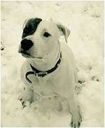 The front left side of a white with black American Pit Bull Terrier is sitting in the snow and it is looking up.