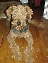A black with tan Airedale Terrier is laying on a wood floor and it is looking forward.