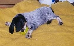 Bluetick Coonhound Puppy playing with a tennis ball while laying on a yellow blanket