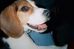 Close Up - Leo the Beagle is on a persons leg with his mouth open