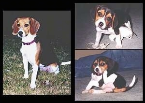 A collage of pictures - Right side - A picture of Dixie the Beagle sitting - Upper Left - Dixie the Beagle as a puppy sitting on a carpet with rope in front of it and its head tilted to the left - Bottom Left - Dixie the Beagle sitting down next to a persons leg scratching her ear