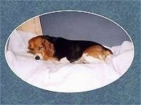 Sadie Mae the Beagle sleeping on the bed with an oval overlay around her