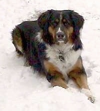 Larry the Bernese Mountain Dog laying in snow