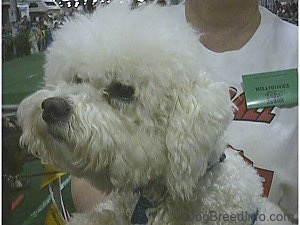 Close Up head shot - Bichon Frise looking to the right at a dog show