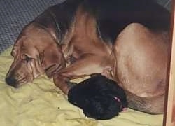 Belle the Bloodhound laying on a blanket with Misty the Havanese Puppy