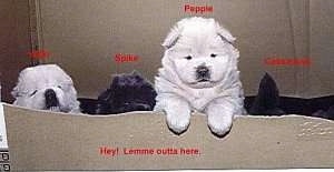 Two white and Two black Chow Chow puppies are standing near a box. There are words overlayed over the puppies and on top of the bow the words - Hey! Lemme outta here - are overlayed. The dogs are fluffy and look like stuffed toys.