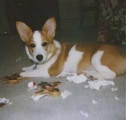 Side view - A tan with white Pembroke Welsh Corgi dog is laying on a tan carpet looking forward. It is surrounded by a mess made of shreded paper that it just chewed up.