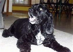 Black Cocker Spaniel laying on a floor looking to the side