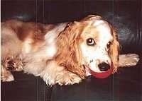 The right side of a tan American Cocker Spaniel that is laying on a couch with a toy ball in its mouth