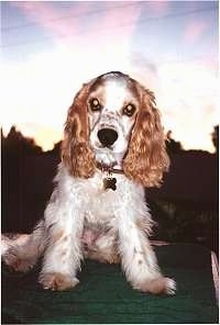 A tan and white American Cocker Spaniel is sitting outside.